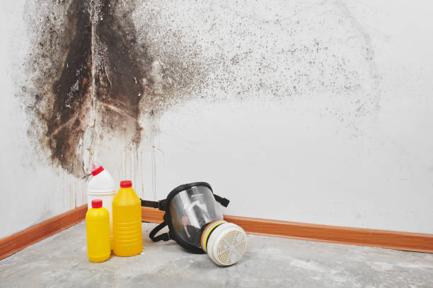Best Crawl Space Mold Removal  in Everson, WA