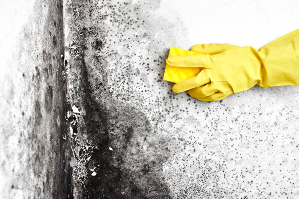 Best Mold Testing  in Everson, WA