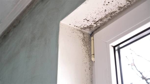 Best Certified Mold Removal  in Everson, WA