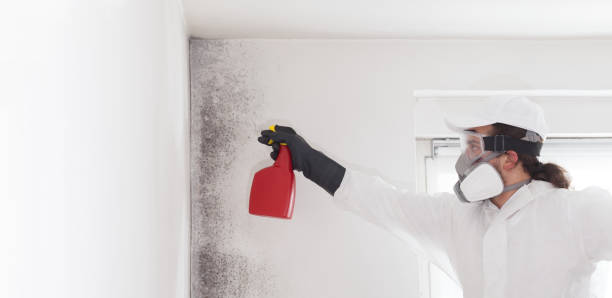 Best Mold Testing  in Everson, WA