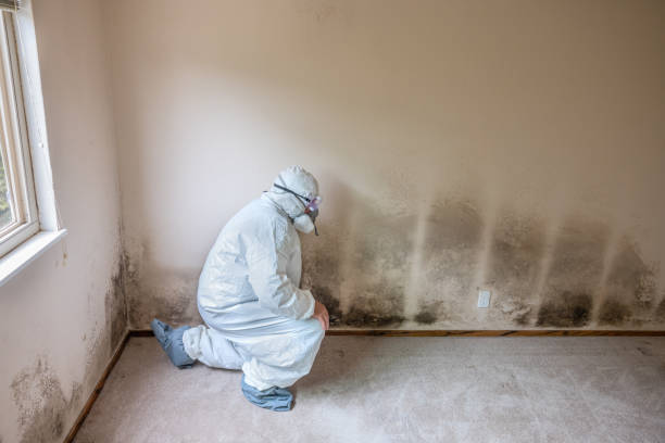Best Commercial Mold Removal  in Everson, WA