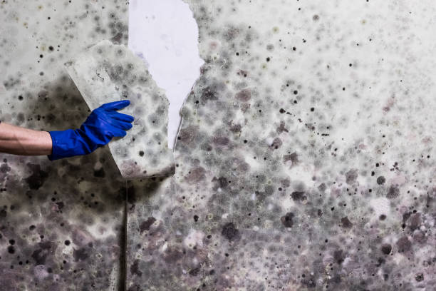 Best Affordable Mold Removal  in Everson, WA
