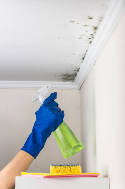 Best Mold Remediation  in Everson, WA