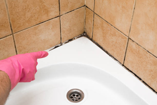 Best Mold Removal Company Near Me  in Everson, WA